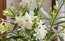 4 cây cảnh "tán tài lộc" nuôi càng lâu càng hao tiền của, nhiều người không biết vẫn vô tư trồng trong nhà