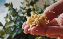 Xuống bếp lấy ngay 1 củ gừng! Ăn gừng theo 3 kiểu này ép tế bào ung thư "tự sát", nâng cao miễn dịch