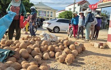 Nông dân trồng dừa trúng lớn