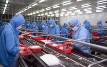 "Đại gia" tôm báo doanh thu tháng 8 tăng 32%, cao nhất kể từ đầu năm, cẩn thận trích lập gần 100 tỷ cho 3 loại thuế mới tại thị trường Mỹ