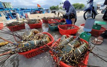 Trung Quốc đang tăng ‘săn’ báu vật dưới nước gì của Việt Nam dịp Trung thu, Tết năm nay?