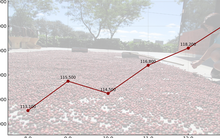 Giá cà phê hôm nay 14-9: Chốt tuần tăng, nhà vườn xả kho chuẩn bị vụ mới