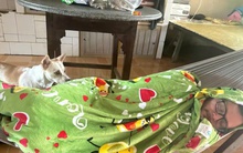 Khách Tây chạy hệ điều hành nội địa khiến hội hay nhờn tái mặt: "Chắc học đến tiếng Việt cao cấp rồi"