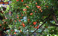 Ông bà xưa dặn: Trong nhà trồng được 1 trong 5 cây này, đời hanh thông, con cháu về sau ắt hưởng phúc lộc