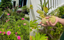 Cựu hoa khôi VTV khoe 1 góc vườn nhà đẹp rụng tim, yên bình đến mức muốn dọn về sống luôn!