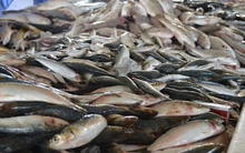 Người đàn ông suy thận vì ăn loại cá này thường xuyên