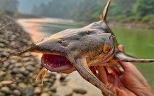 Báu vật Sông Đà: Được mệnh danh là "ngũ quý hà thủy”, là cá nhưng không tanh, thơm ngon như "thuốc bổ tự nhiên"