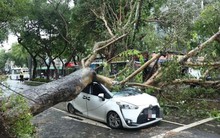 Chiếc Maybach đỗ trước biệt thự hàng xóm bị cây đè hỏng, chủ xe đòi bồi thường 667 triệu đồng nhưng bị từ chối, tòa án tuyên bố: “Anh phải tự chịu 80% trách nhiệm”