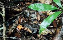 Loài động vật được phát hiện ở độ cao kỷ lục 1.800m: Cực kỳ quý hiếm chỉ có ở vùng núi Việt Nam, hình dáng lạ chưa từng thấy