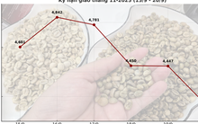 Giá cà phê hôm nay 20-9: Chốt tuần sụp mạnh