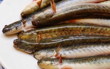 Loại cá được mệnh danh là "dành cho người nghèo" nhưng nhiều đạm, ít béo: Thịt có mùi đặc trưng, dễ nấu