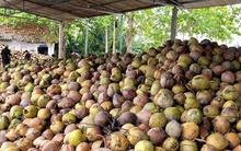 Dừa khô tăng giá kỷ lục