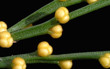 Loài cây quý hiếm bậc nhất thế giới, chỉ nở hoa 1 lần duy nhất rồi "tự tử"