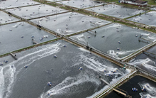 Một đặc sản tỷ đô của Việt Nam được Mỹ, châu Âu đua nhau mua hàng: Vừa thu về 1.4 tỷ USD, cả thế giới tranh nuôi nhưng chỉ nước ta thắng lớn