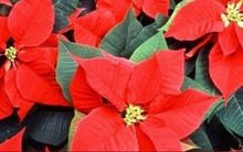 Những cây phong thủy hợp với người tuổi Thìn