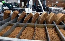 Hàng chục nghìn tấn 'vàng trắng' của Việt Nam được Indonesia đổ tiền mua: 1/3 thế giới ưa chuộng, nước ta sở hữu diện tích trồng hơn 900.000 ha