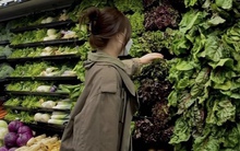 4 loại rau giàu đạm chẳng kém gì thịt, đặc biệt hữu ích với chị em rất dễ tăng cân nhưng khó giảm