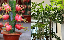 5 cây ông bà dặn trồng phòng khách: Hút lộc như vòi rồng, vinh hoa phú quý 3 đời con cháu