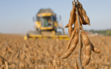 Trung Quốc ngừng nhập khẩu, Mỹ tăng cường đưa một mặt hàng vào Việt Nam: Thuế nhập khẩu 0%, nước ta tiêu thụ đứng thứ 3 thế giới