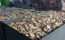 'Vựa lúa dưới lòng đất' của Việt Nam được Nhật Bản đổ tiền thu mua hàng nghìn tấn, xuất khẩu tăng 800%