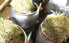 Phát hiện cơ sở dùng chất cấm để sản xuất giá đỗ số lượng lớn