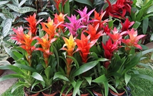 Những cây phong thủy hợp với người tuổi Tỵ