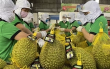 Kim ngạch xuất khẩu rau quả Việt Nam cao chưa từng có