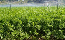 3 loại rau mùa thu "không thuốc trừ sâu", bổ ngang thịt cá