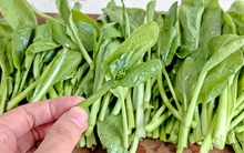 3 loại rau mùa thu được gọi là 'vua canxi', ai cũng nên ăn thường xuyên