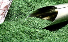 Không phải cà phê, đây mới là loại nước "trường thọ" mà người Mỹ cũng thích mê: Vừa tỉnh táo tập trung, vừa chống oxy cực mạnh