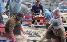 Tàu cá nối đuôi nhau cập bờ, ngư dân tất bật bán hải sản 'chạy bão' Bualoi