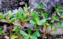 5 loại rau củ “tự mang độc tố”, nhất định phải chần qua nước sôi trước khi ăn