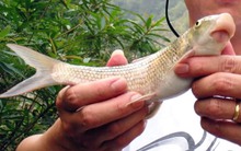 Báu vật sông Lô “quý như vàng”, giá hàng chục triệu đồng/kg vẫn nhiều người “săn đón”, cả thế giới chỉ 2 nước có