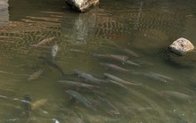 Việt Nam sở hữu ‘viên ngọc’ dưới lòng sông: Chỉ 3 nước có