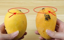 Mua xoài, liếc mắt với 5 mẹo này là biết ngay quả ngon hay quả ủng