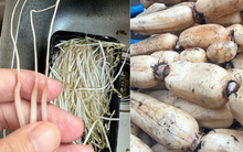 4 loại rau củ dễ bị "phù phép" bằng hóa chất, càng đẹp càng độc hại