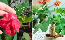 4 loại hoa tuyệt đối không nên trồng trong nhà, vừa độc hại vừa mang phong thủy chia ly, gia chủ dễ gặp xui rủi