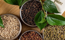 Giá tiêu hôm nay 3/9: Tiếp đà tăng mạnh nhiều phiên liên tiếp