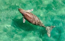 “Nàng tiên cá” cực kỳ quý hiếm của Việt Nam: Nằm trong Sách Đỏ thế giới, được bảo vệ nghiêm ngặt