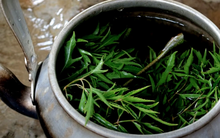 Người đàn ông nhập viện cấp cứu chỉ vì 1 sai lầm khi dùng lá đinh lăng