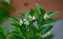 Loại cây sinh vượng khí, hút tài lộc: Nhiều người trồng trong nhà mà không biết nó còn là vị thuốc quý