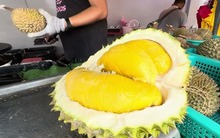 Mua sầu riêng, cứ thuộc mẹo này đảm bảo biết ngay sầu chín cơm hay sầu sượng