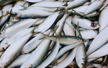 Không chỉ cá hồi, 7 loại cá này cũng là “báu vật dinh dưỡng”, cực giàu omega-3: Đi chợ nên mua ngay