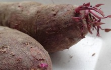 Khuyên bạn: Đừng mua khoai lang nếu thấy 4 dấu hiệu "ngậm độc" này, ăn vào chỉ khổ cái thân!