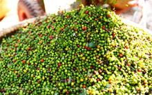 Giá tiêu hôm nay 5/9: Đứt chuỗi tăng, cao nhất 153.000 đồng/kg