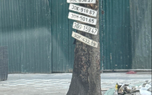 Bức ảnh lạ chụp trên phố Hà Nội gây xôn xao: Người đăng tải tiết lộ câu chuyện phía sau