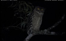 Loài vật quý hiếm từng xuất hiện trên tem bưu chính Việt Nam: Sải cánh có thể lên tới 1,4 m