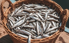 Mỹ đánh giá 3 loại cá này cực tốt, ít "ngậm" thuỷ ngân: Bổ không kém cá hồi giá còn rẻ hơn, Việt Nam có nhiều