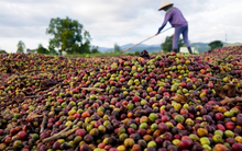 Một mặt hàng của Việt Nam lập kỷ lục, Campuchia bất ngờ thành 'khách VIP'