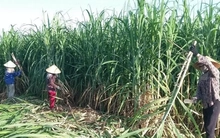 Lo đường nhập lậu lấn sân, vì sao doanh nghiệp không tự cứu mình?